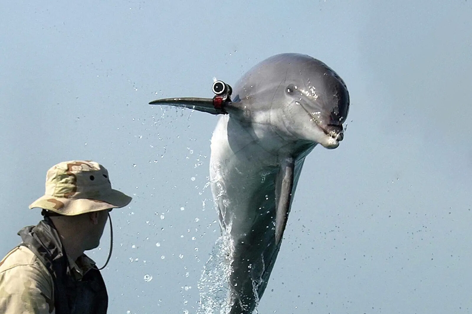 Report: Russia Is Using Trained Dolphins to Protect Its Black Sea Naval Base  - RELEVANT