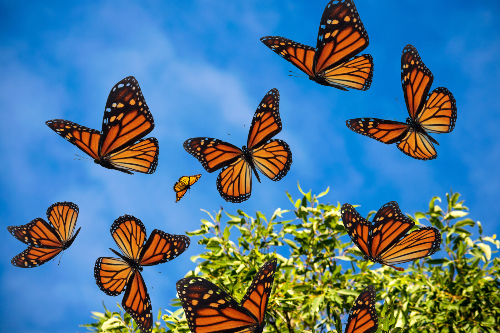 The Monarch Butterfly Has Been Added to the Endangered Species List - RELEVANT