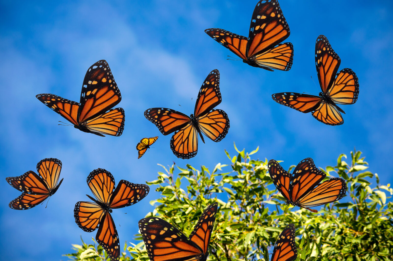 Monarch Butterfly, Species